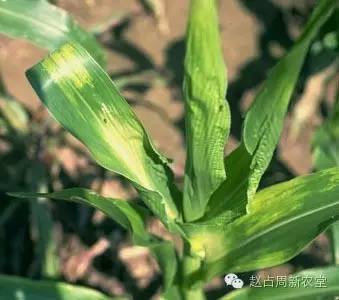 玉米除草剂药害机理分析及其解救措施