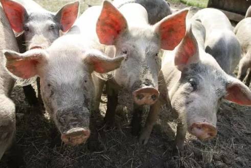 猪回肠炎的临床症状有哪些?