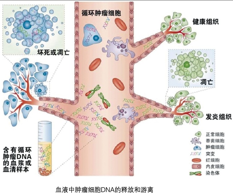 ddPCR在肿瘤早期筛查中的应用_水滴健康_水