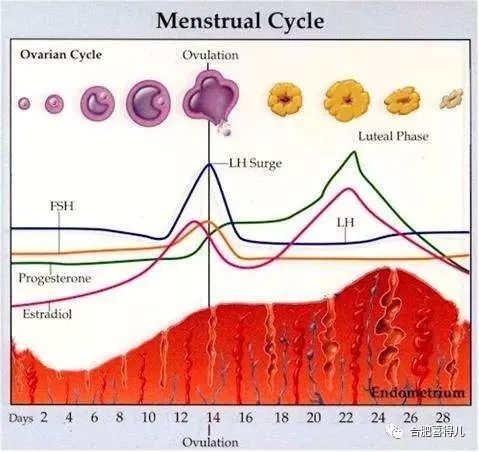 排卵期同房一次怀孕的几率大吗? | 合肥不孕不