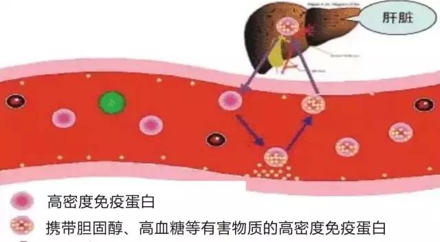 它才是自然界免疫排毒之王,史上最长寿老人24