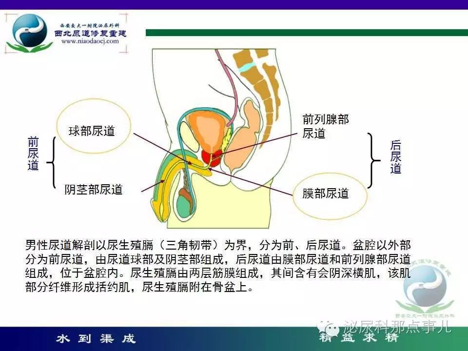 【课前预习】张林琳|尿道损伤的急诊处理及并