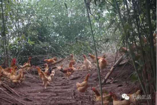 求助 | 衡南县农户4000只竹林走地鸡,急寻销路