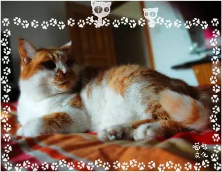【喵呜·我与猫】猫公主Jenny和我的故事