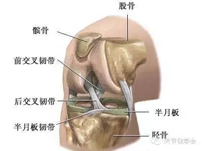 【学术园地】膝关节韧带正常解剖与损伤的 M