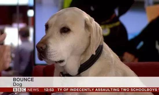 BBC揭秘 | 你追求的纯种犬正因你受尽折磨
