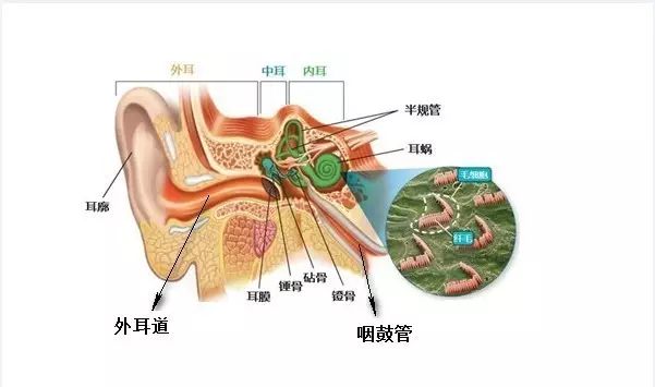 安阳市中医院耳鼻喉科中医特色诊疗之-外耳、