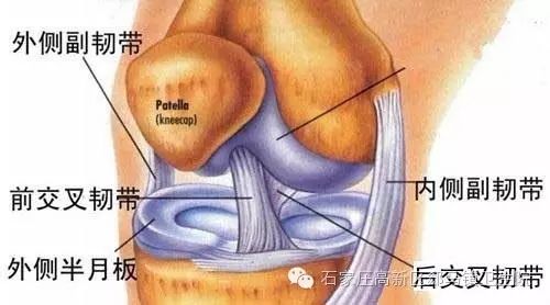 膝关节内侧副韧带损伤的治疗--超微针刀_水滴