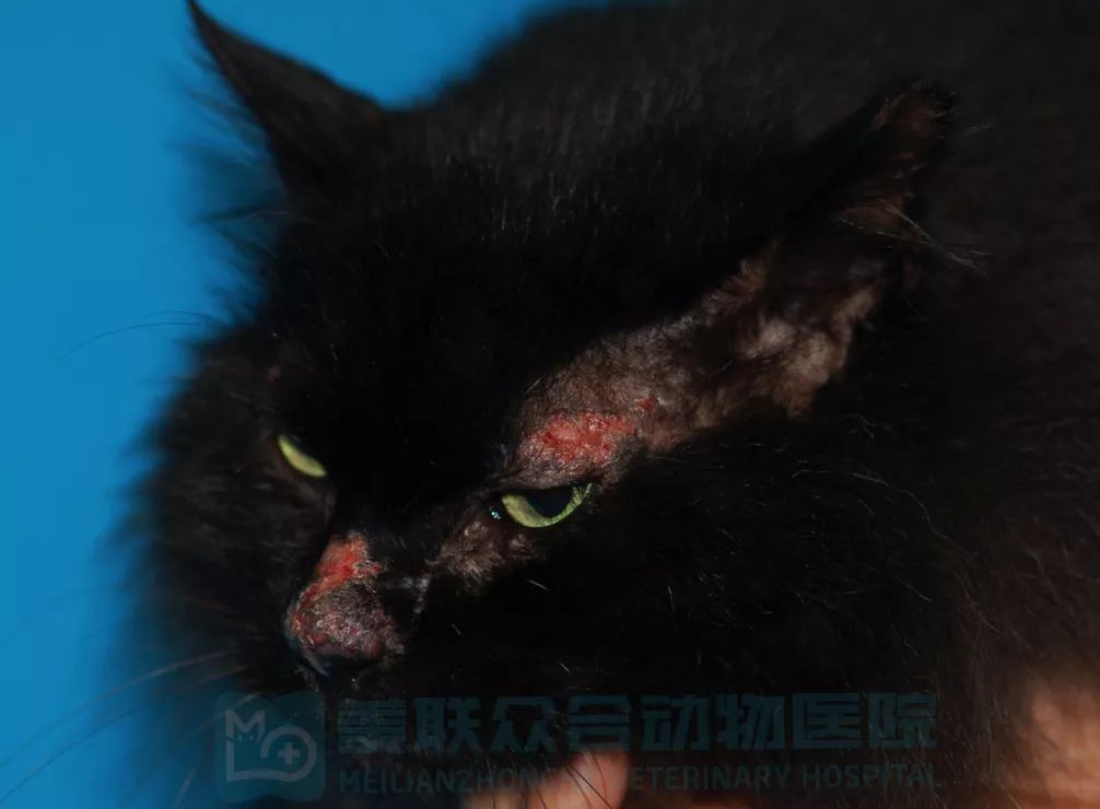 【皮肤科】猫过敏性皮肤病的诊断和治疗