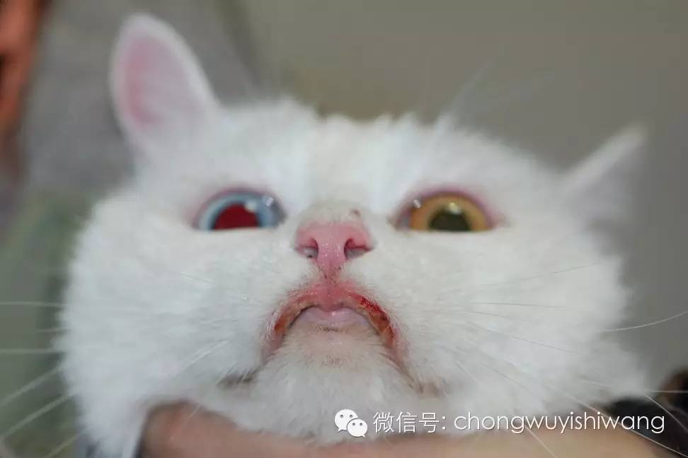 【猫病专栏】猫过敏性皮肤病的诊断和治疗