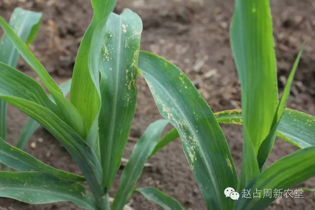 玉米除草剂药害机理分析及其解救措施